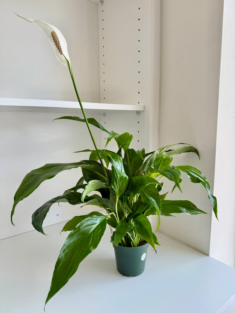 Kala Lilly Plant