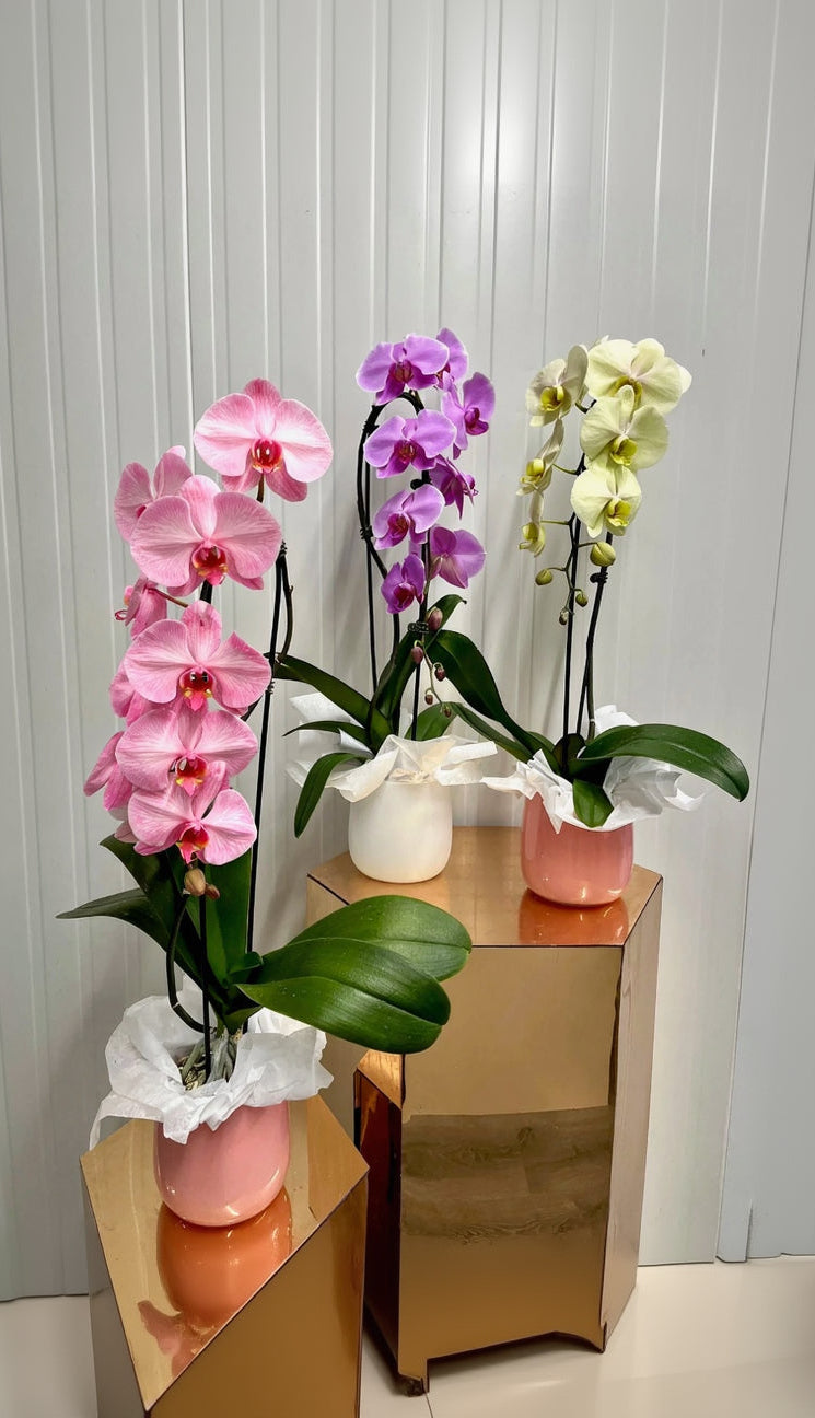 Orchid Muse