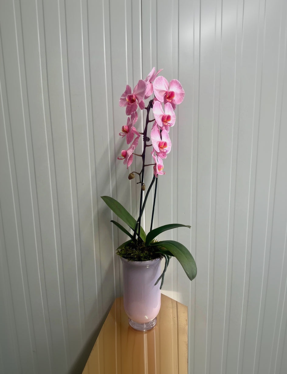 Pink Radiance