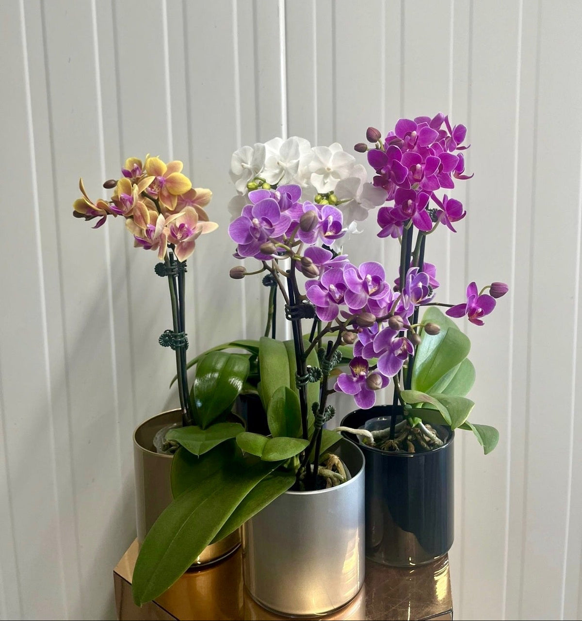 Enchanted Orchid